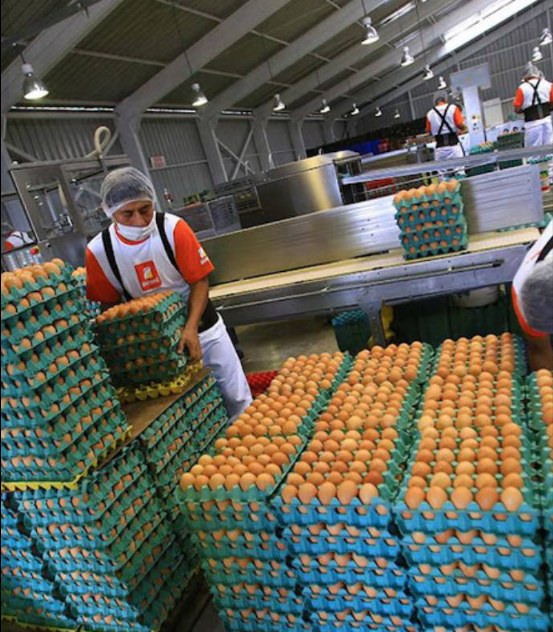 Ofrecen empleo en avicolas| postula ya